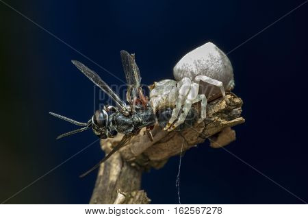 white crab spider was eating with his catch, blue background
