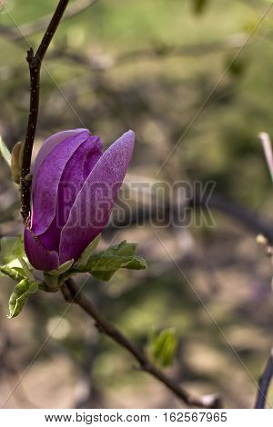 Blooming magnolia branch on a tree in the garden. Flowering magnolia tree densely covered with beautiful fresh pink flowers