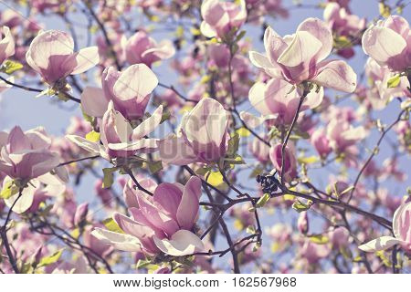 Blooming magnolia branch on a tree in the garden. Flowering magnolia tree densely covered with beautiful fresh pink flowers