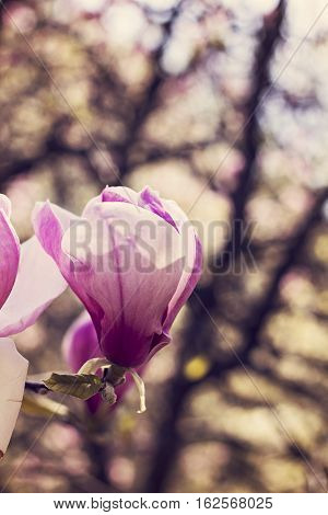 Blooming magnolia branch on a tree in the garden. Flowering magnolia tree densely covered with beautiful fresh pink flowers