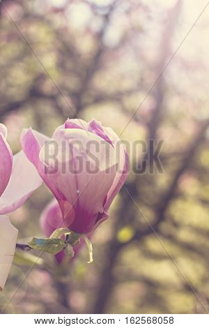 Blooming magnolia branch on a tree in the garden. Flowering magnolia tree densely covered with beautiful fresh pink flowers