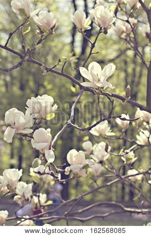 Blooming magnolia branch on a tree in the garden. Flowering magnolia tree densely covered with beautiful fresh white flowers