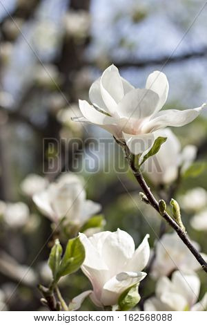 Blooming magnolia branch on a tree in the garden. Flowering magnolia tree densely covered with beautiful fresh white flowers
