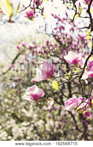 Blooming magnolia branch on a tree in the garden. Flowering magnolia tree densely covered with beautiful fresh pink flowers