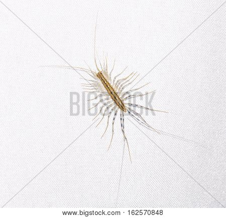 predatory home Scutigera insect on a light background
