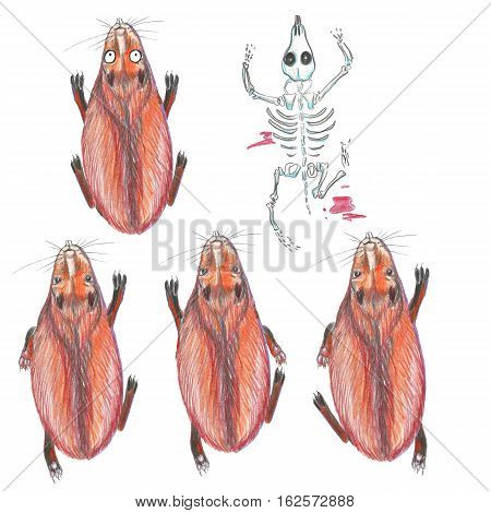 Cute capybaras. Hand drawn illustration. Watercolor pencils.Running capybaras and animals skeleton. Isolated on white.