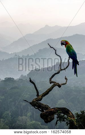 Big colourful parrot on a branch on hill background in Munnar in western Ghats Kerala Idukki district India