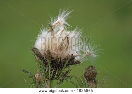 Nasiona rozpowszechniania