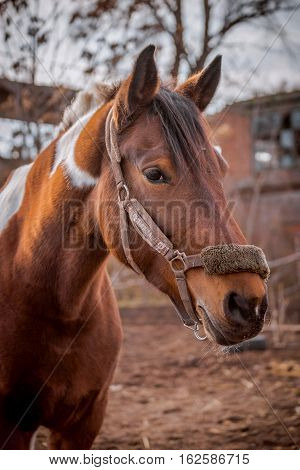 Beautiful piebald horse closeup in the walking open-air cage, nice sunny day. Horse walks on a pasture. Horse eating a hay at ranch summertime.