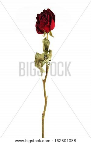 Vinous dried rose on a white background