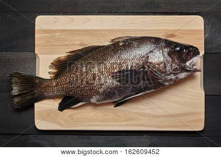 Sciaena Umbra