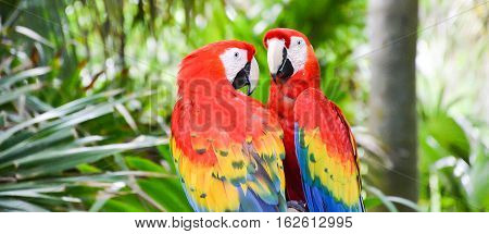 Lovely Colorful couple of Parrots in Zoo