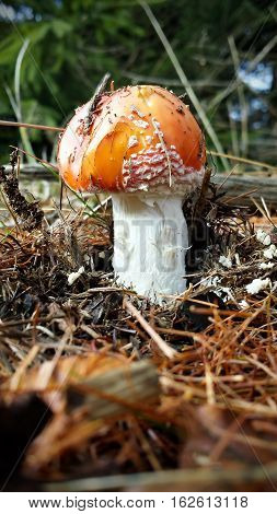 Close-up picture of a Amanita poisonous mushroom in nature