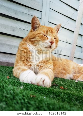 Red sleepy cat sitting on green grass