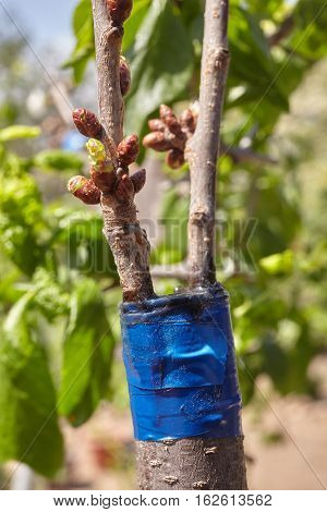Grafted Tree