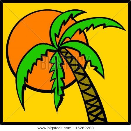 palm tree in the sun