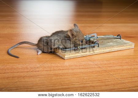 Dead mouse caught in mousetrap on wooden floor.