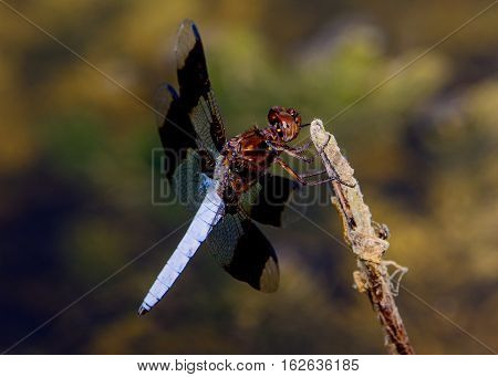 Widow Skimmer (Libellula luctuosa) view from side. Selective focus. blurred follage background