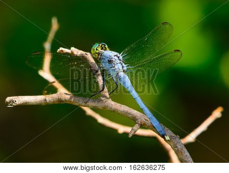 Male blue dasher (Pachydiplax longipennis) dragonfly on a twig. A skimmer viewed from the back. Vivid green eyes. clear view of head
