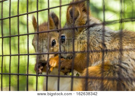 close-up red squirells (Sciurus vulgaris) eat the barberry in the cage