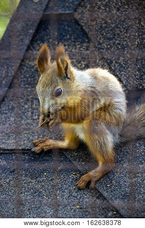 close-up red squirell (Sciurus vulgaris) eat the barberry