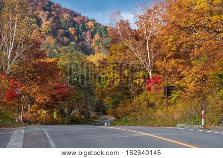 Road with colorful trees in Autumn on Mt.Shigakogen