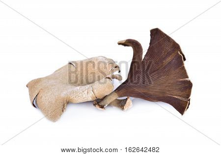 Mushroom Thai name 