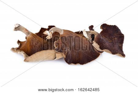 Mushroom Thai name 