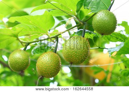 Row of southeast asian fruit commonly know as Gac Baby jackruit Spiny bitter gourd Sweet grourd or cochinchin gourd. Very delicious and medicinal properties