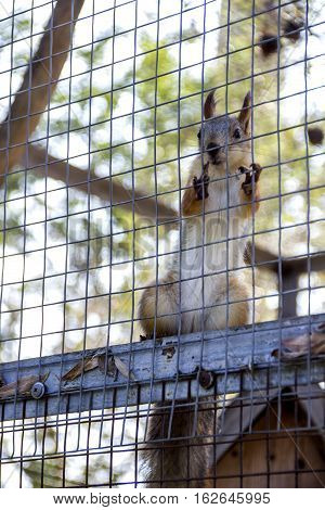 close-up red squirell (Sciurus vulgaris) in cage