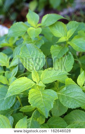 Tree Basil Caraway plant in garden(Shrubby basil Ocimum gratissimum)