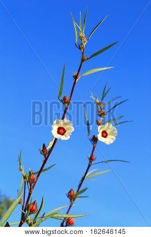 Hibiscus sabdariffa or roselle fruits on plant with blue sky.
