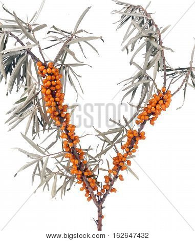 Sea buckthorn branch with leaves isolated on white background.