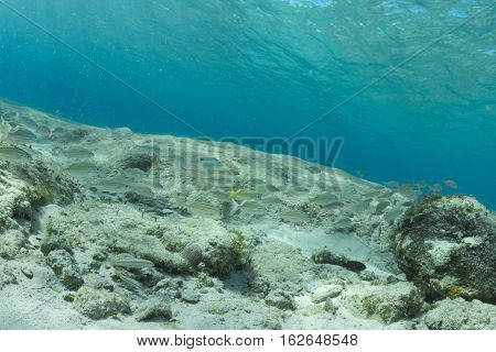 French grunt (Haemulon flavolineatum) and juvenile bluehead wrasse (Thalassoma bifasciatum) reef fish congregate in the crystal clear Caribbean water of Cozumel Mexico