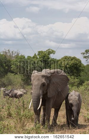 Elephants in the way. Thicket of Masai Mara, Kenya