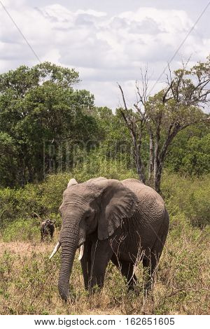 Elephant in savanna. Wild bush of Masai Mara, Kenya