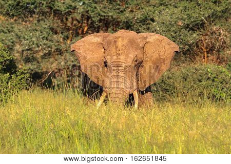 Huge boss. Red elephant from Tarangire. Tanzanya, Africa