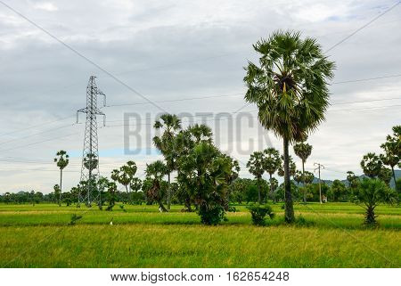 Landscape Of Countryside In Mekong Delta, Vietnam