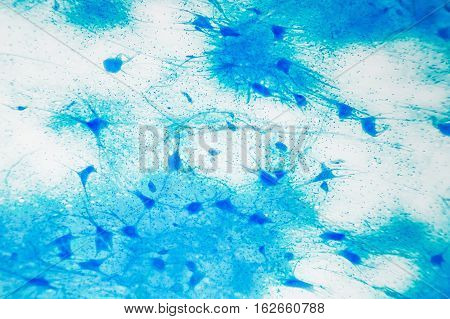 Cell Microscopic- Motor Neurous