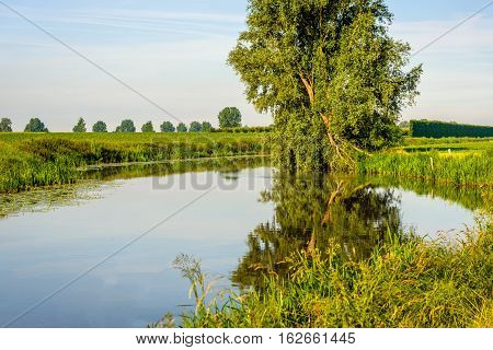 Crooked willow tree reflected in the mirror smooth water surface of a small stream on a windless day in the summer season.