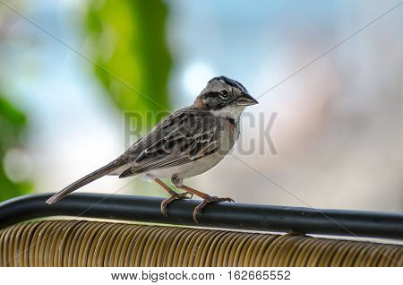 Close Up Of A Rufous Collared Sparrow Perched