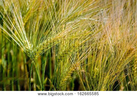Closeup of ripening littlespelt ears in the field. It is summertime in the Netherlands.