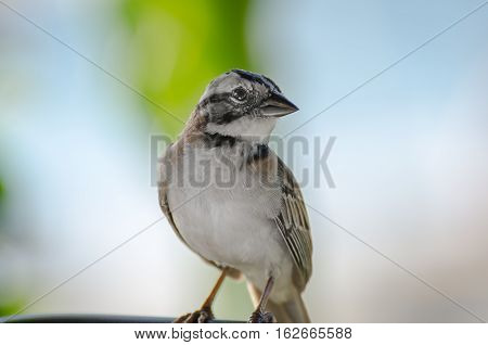 Close Up Of A Rufous Collared Sparrow Perched