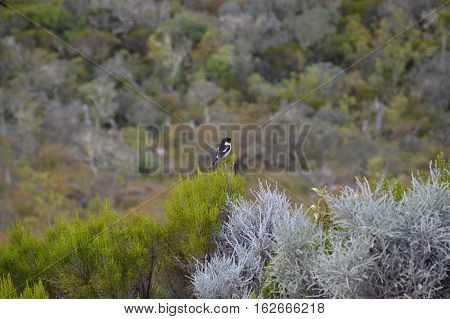 Bird black white Mountain reunion island green fruits plants tree