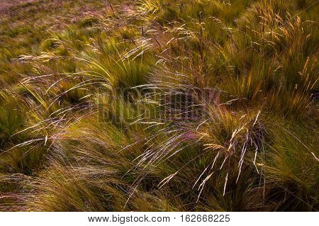 Ears of straw shaken by the wind in the Andean moors