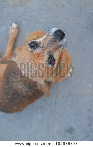 Little brown dog small gray background sit