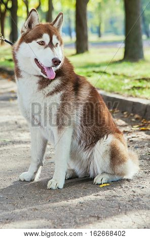 Portrait red Husky dog with a smile and his tongue hanging out