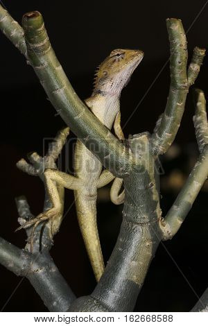 Closeup of brown Changeable lizard Calotes versicolor on tree