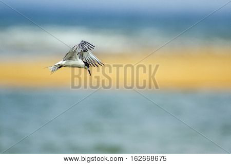 Little tern in Kalpitiya lagoon, Sri Lanka ; specie Sterna albifrons family of Laridae