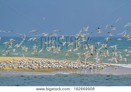 Little tern in Kalpitiya lagoon, Sri Lanka ; specie Sterna albifrons family of Laridae